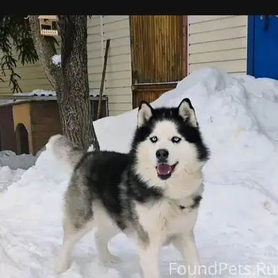 Пропала хаски, частный сектор