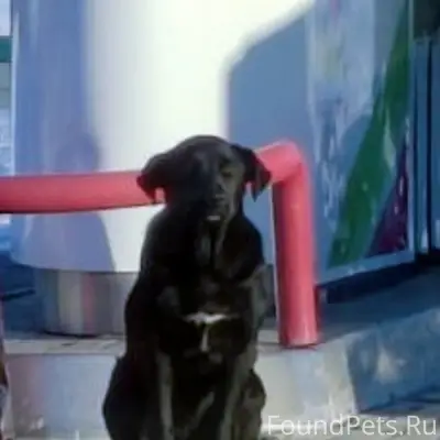 Найдена собака чёрного окраса, ул. Донгузская