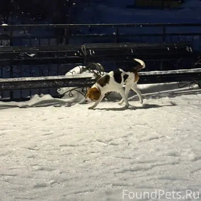 Пропал кобель, в ошейнике, [место: Соборная площадь]