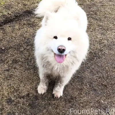 Пропал пёс Норд, деревня Демидовка