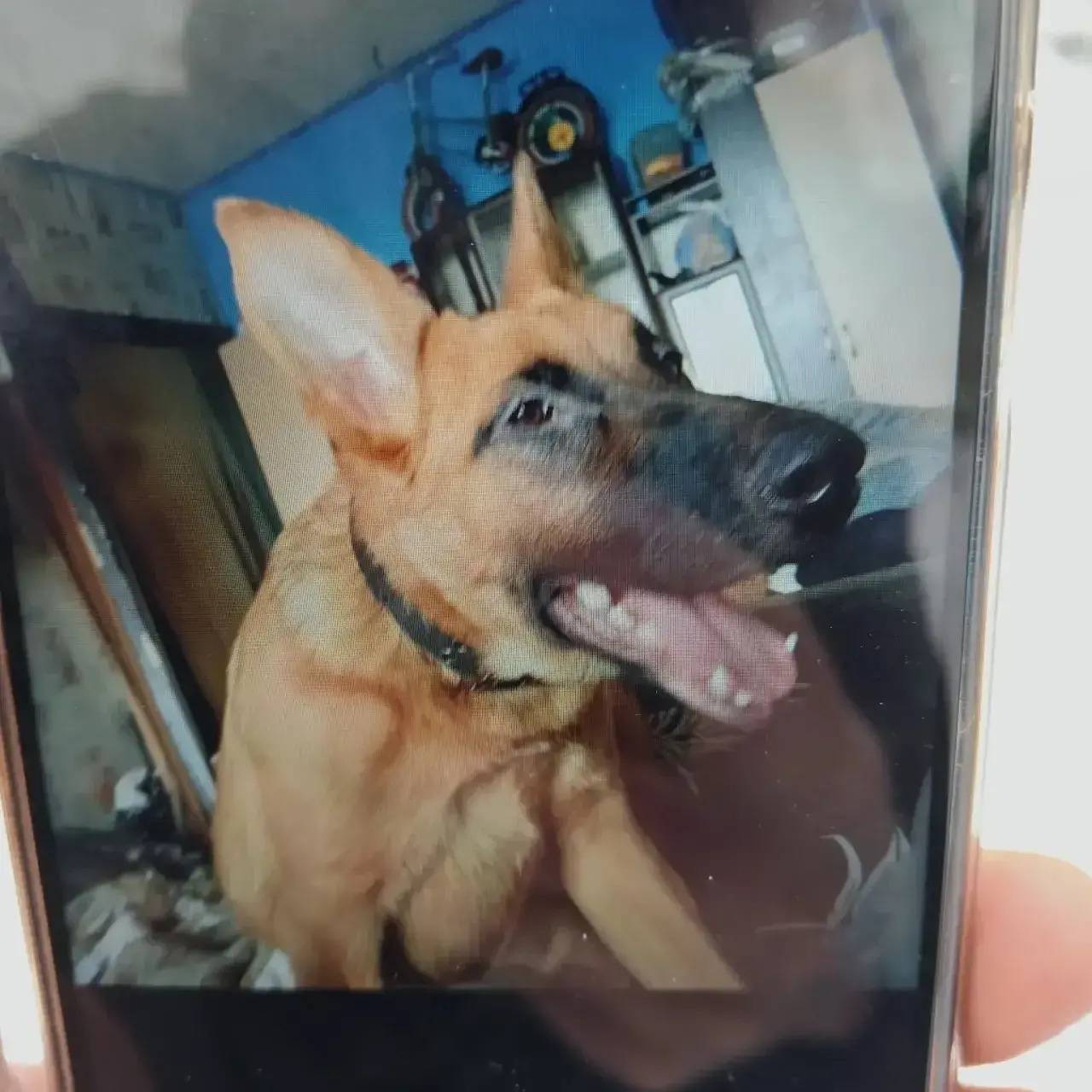 Пропала собака, площадь Мира