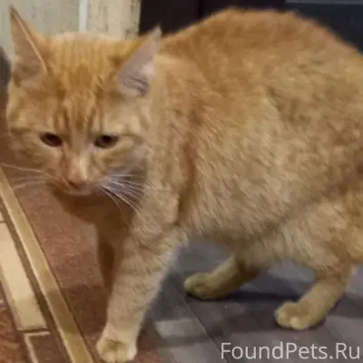Найден рыжий кот, ищем хозяев
