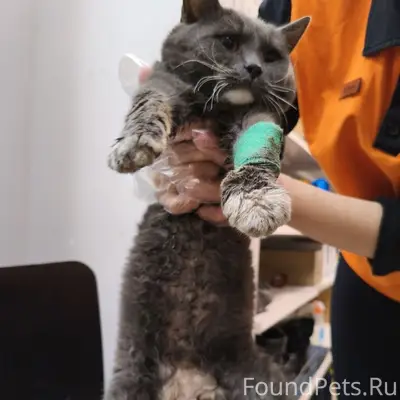 Найден кот, село Ленино Липецкой области