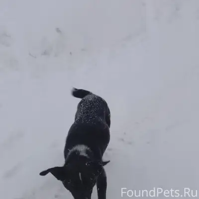 Пропала собака, [место]