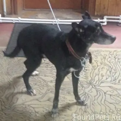 Найден кобель, Якшур-Бодьинский тракт 5 км