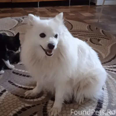 Пропала Японский шпиц Умка