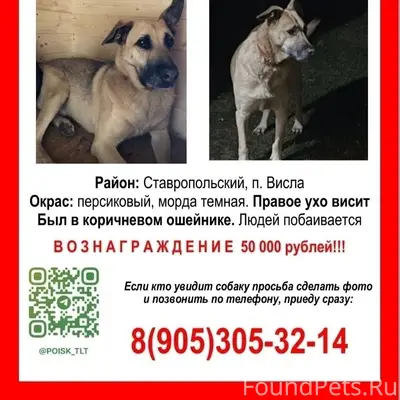 Пропала собака Персик, Тольятти