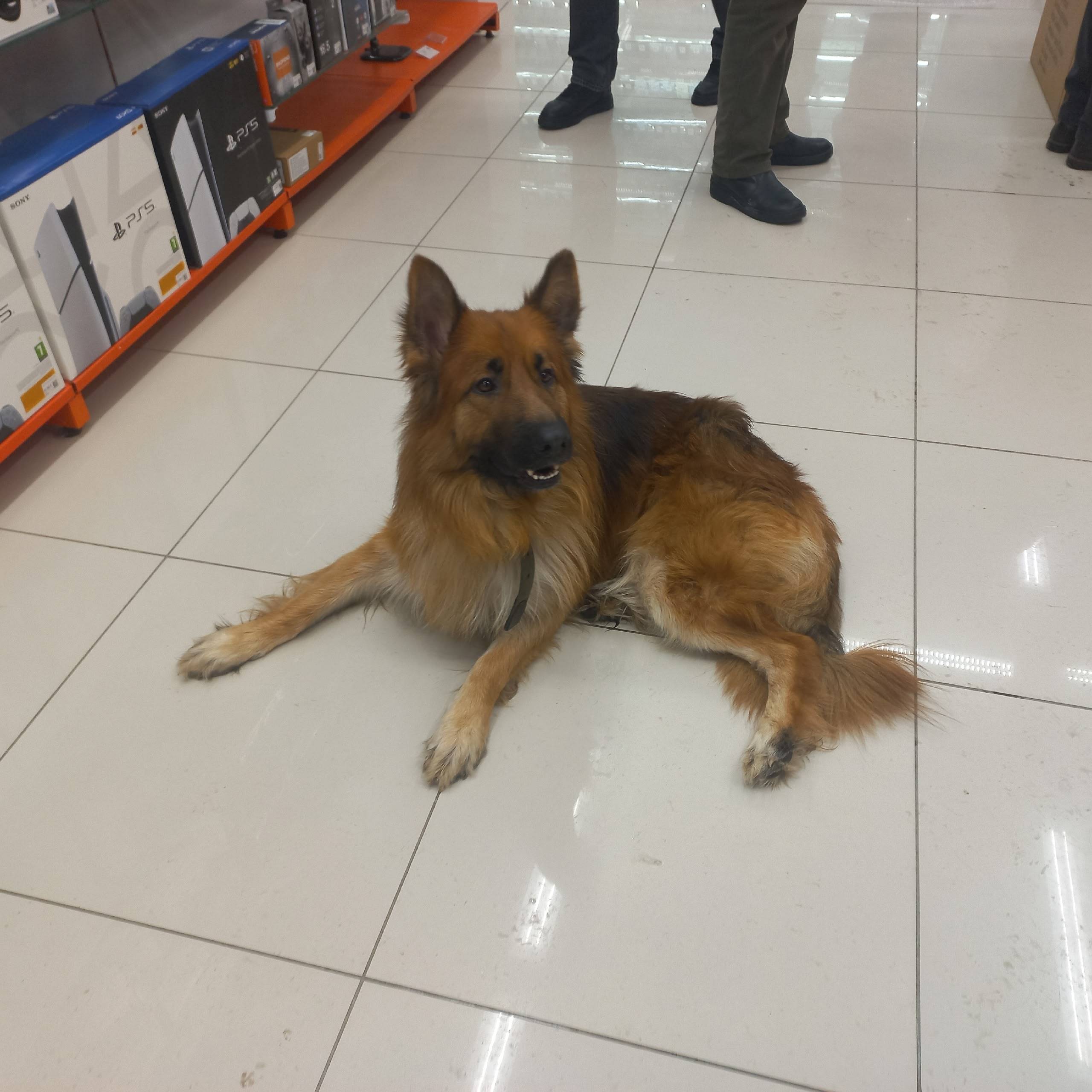 Найден домашний пёс с ошейником, ДНС у Оранж Мол