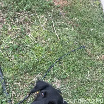 Пропала собака Ева, станица Суворовская