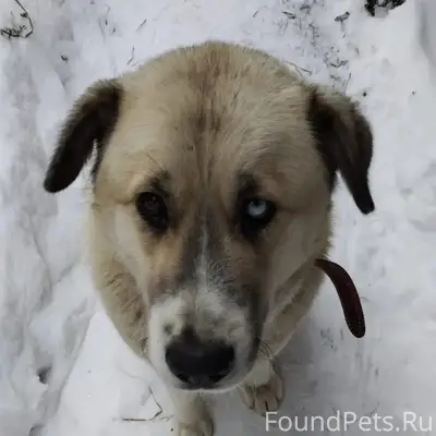 Пропала собака, ул. Октябрьская
