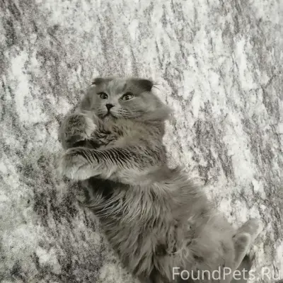 Пропал кот Кекс