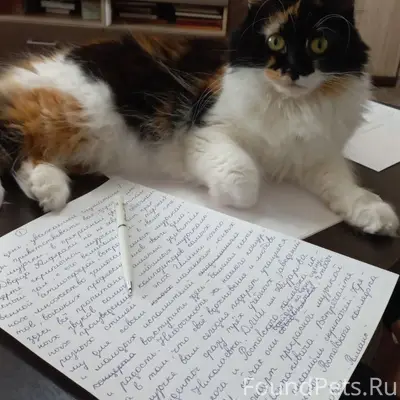 Пропала трёхцветная кошка Феня, пер. Парковый