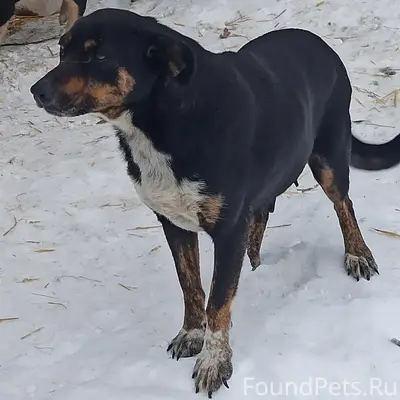 Пропали щенки, Найда, СНТ