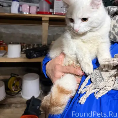 Найдена белая кошка, деревня Богданиха