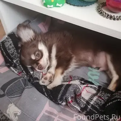 Пропал Чихуахуа, потерялся у магазина «да»