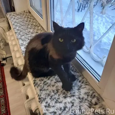 Найден кот, около ж/д вокзала