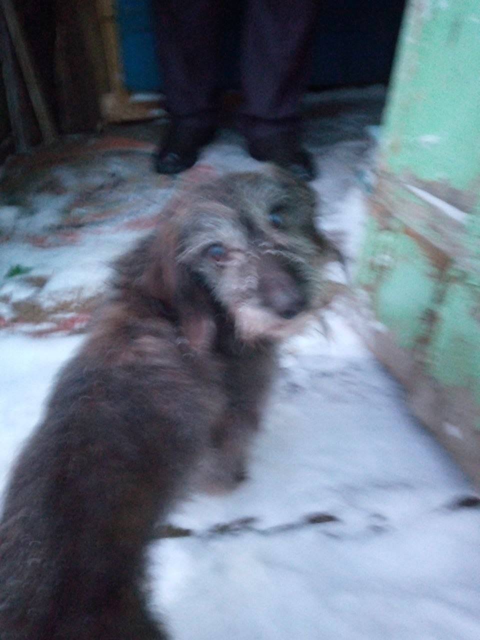 Найден метис таксы, 68 район деревни Чупино