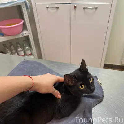 Найдена кошка, Репина 13