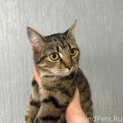 Найдена кошка, Куйбышева 14