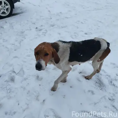 Найден асоциальный пёс, Белтекс