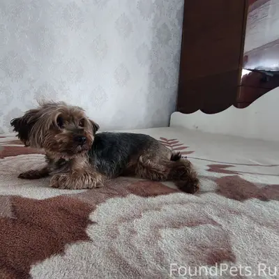 Найден пёс, Баево