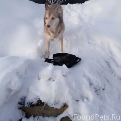 Пропала собака фенотип хаски, Мурманск