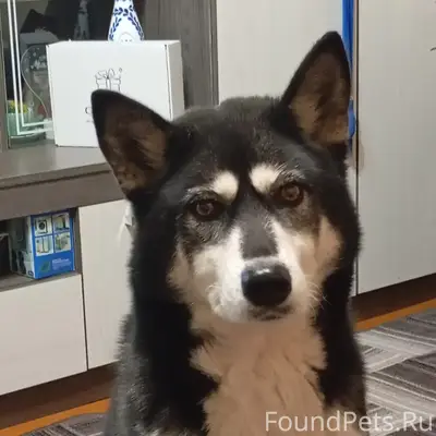 Пропала метис Хаски и лайки Эльза, улица Попова