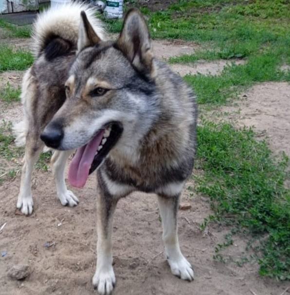 Пропал пёс Ной, Золоторучье
