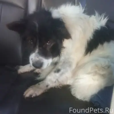 Найден кобель, Тимашево