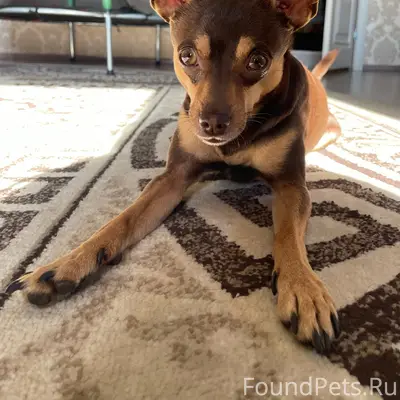 Пропал пес, район клуба глухонемых, Макаренко