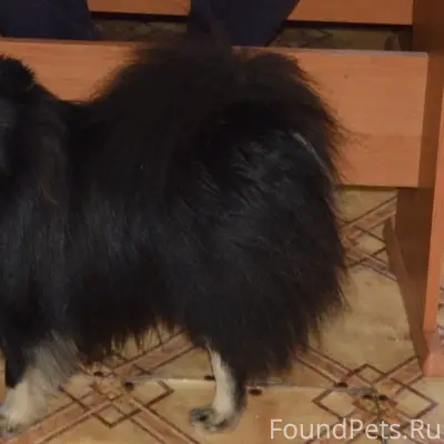 Пропал немецкий шпиц, Великолукский район