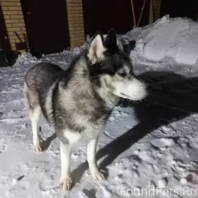 Пропал хаски Фрост, г. Печоры