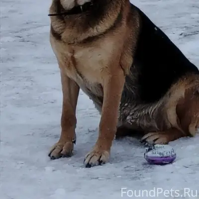 Найдена овчарка, Коломна