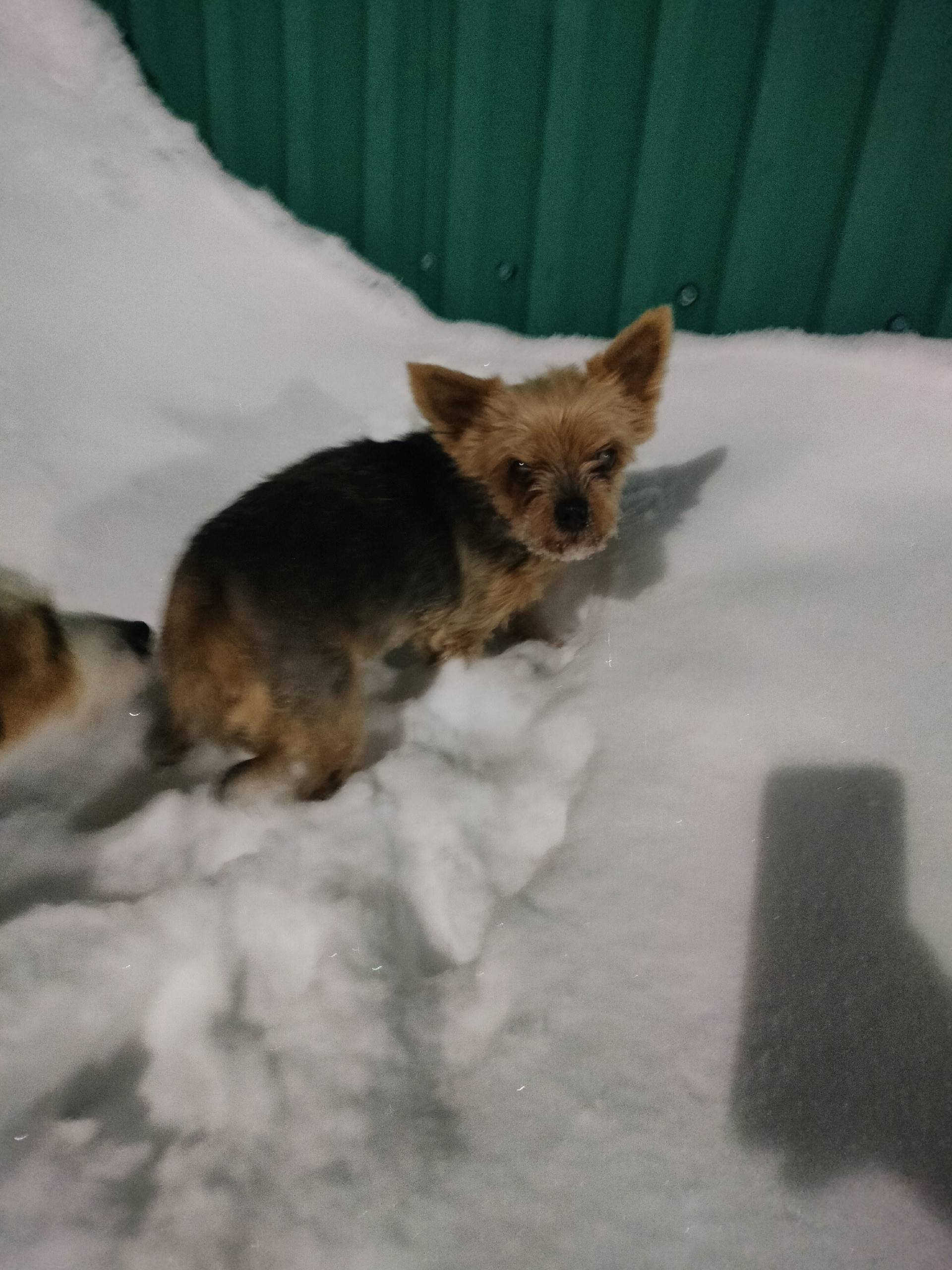 Найдена собака, посёлок Солнечный, Завьялово