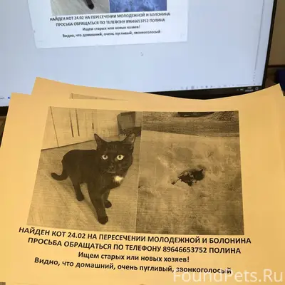Найден черно-белый кот, пересечение Молодёжной и Больница