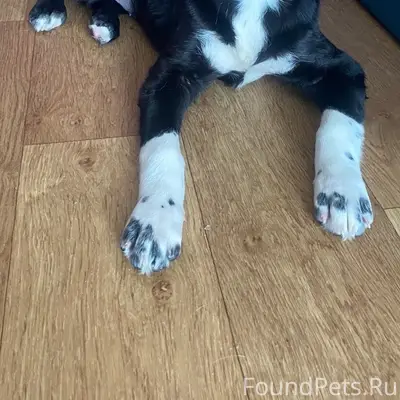 Пропала собака, вниз от Рахманинова, 3а