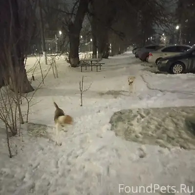 Найден щенок-подросток бигля и дворняжка, плк 52