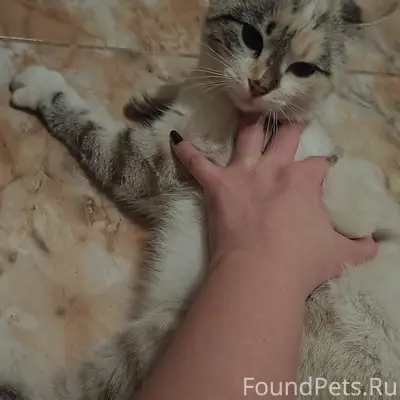 Найдена домашняя кошка, Майский парк, Бежицкий район