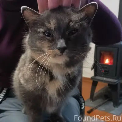 Найдена кошка, село Маэкса, Белозерский район