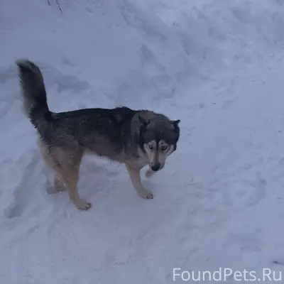 Пропала хаски, Хорлово