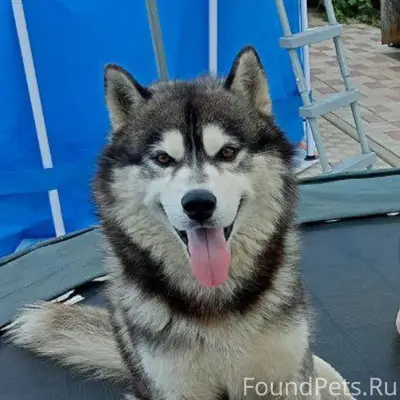 Пропала хаски, Безенчук, район школы №4