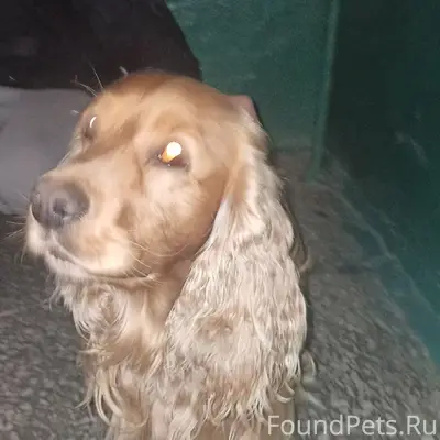 Найден спаниель, Бажова 20