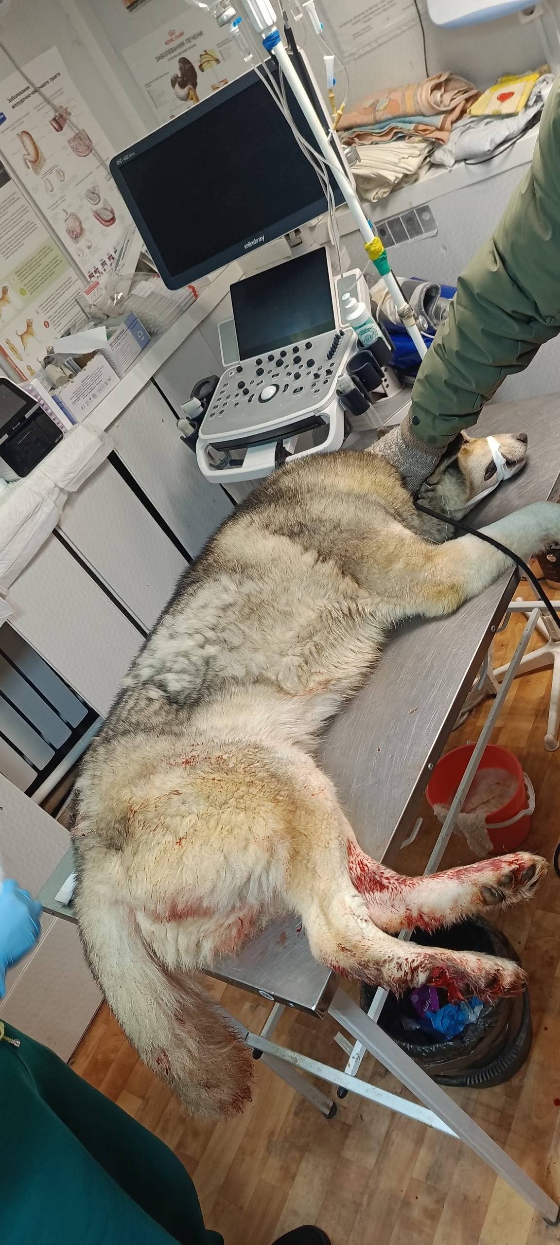 Найден пёс, район взрослого парка