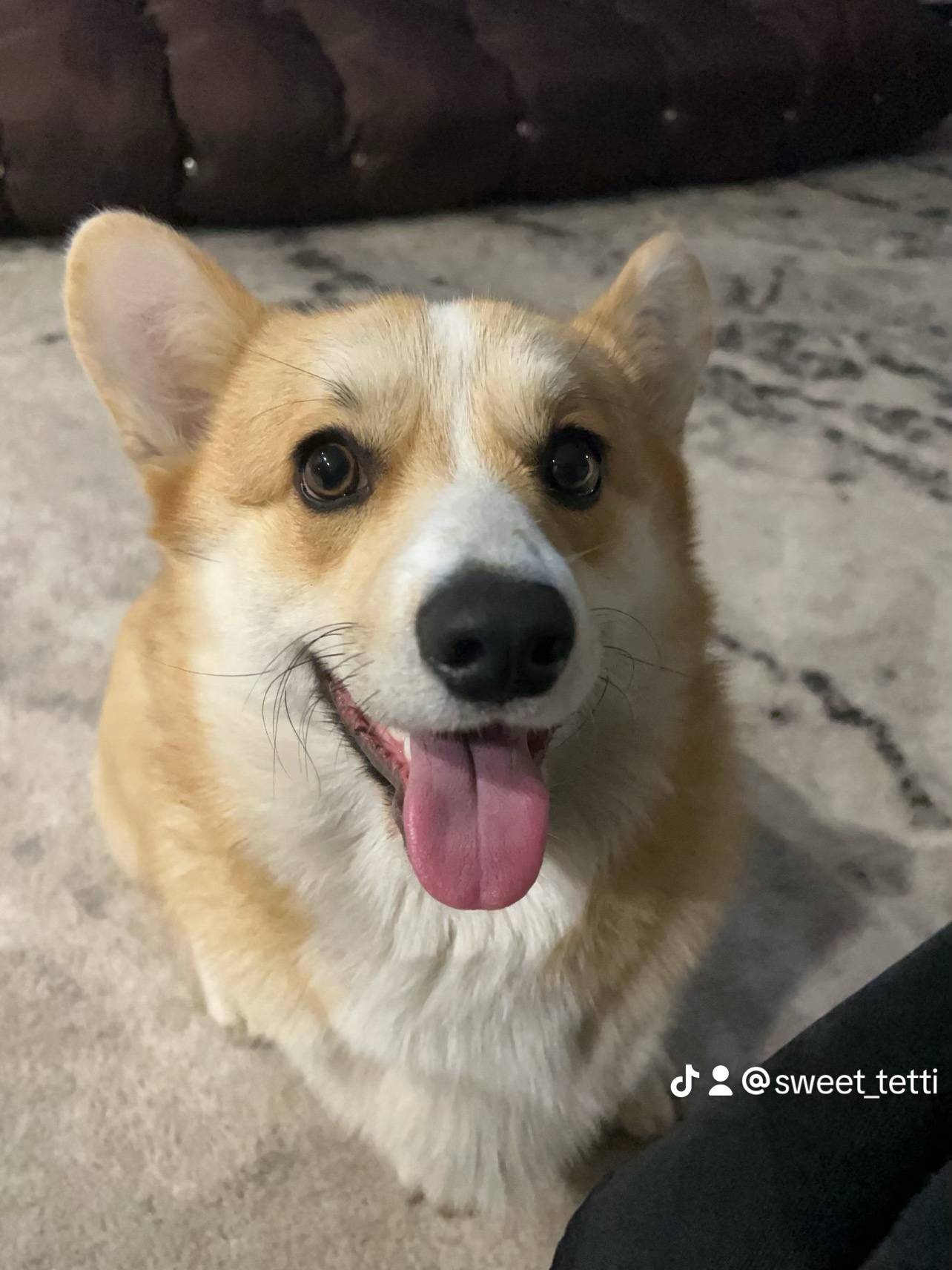 Пропал Корги Атом, пос. Дачный