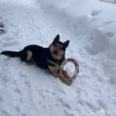Пропал Бакс, собака с прокушенным ухом, Лемешки