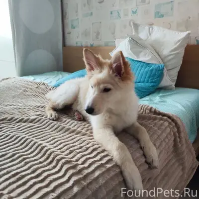 Найденна собака, Казань