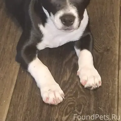 Пропала собака Молли, Заречье