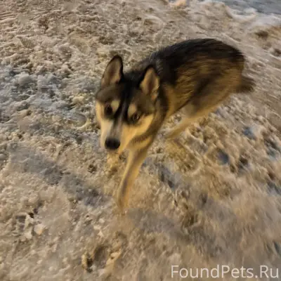 Пропала хаски, парк за цирком