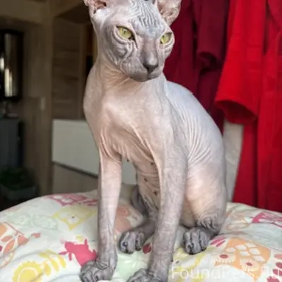 Пропал кот Бруно, Санино