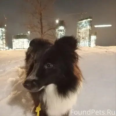 Пропала шелти Клёпа, Нагатинская набережная